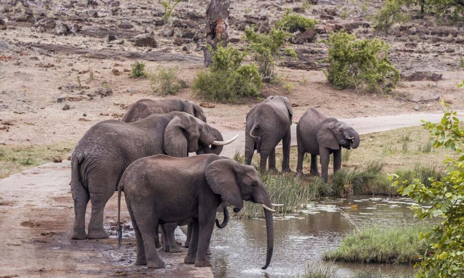 Picture 4 for Activity Durban: Hluhluwe Big 5 Safari with Pro Zeiss Binoculars