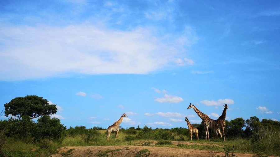 Durban: Hluhluwe Big 5 Safari with Pro Zeiss Binoculars