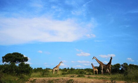 Durban: Hluhluwe Big 5-safari med Pro Zeiss-kikare