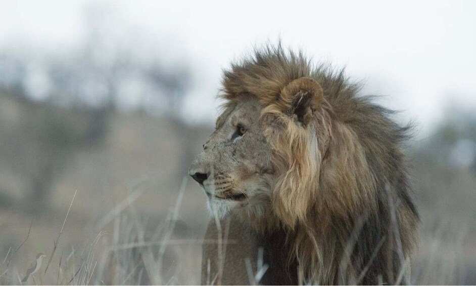 Picture 5 for Activity Durban: Hluhluwe Big 5 Safari with Pro Zeiss Binoculars