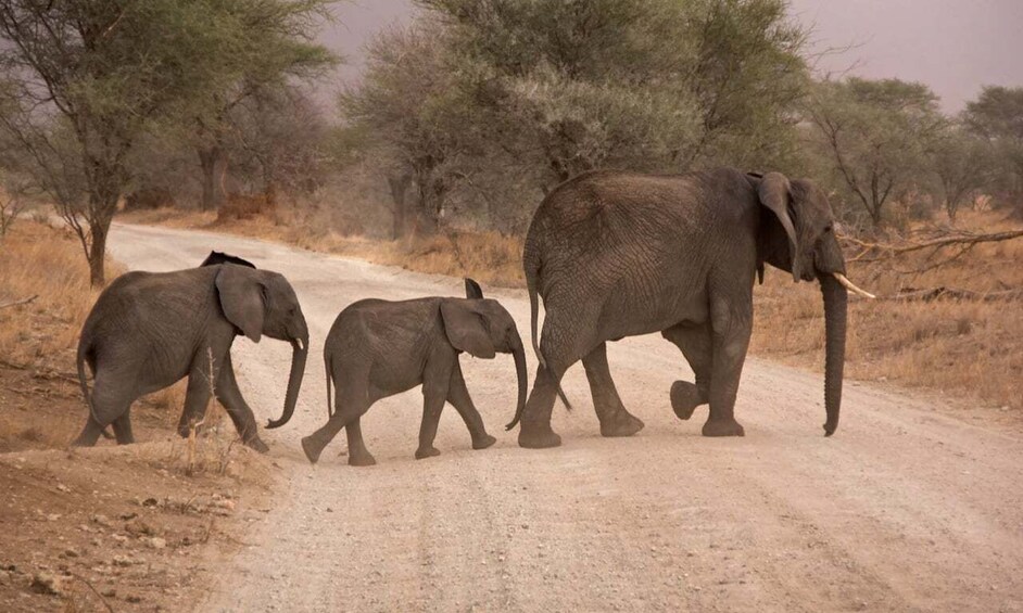 Picture 6 for Activity Durban: Hluhluwe Big 5 Safari with Pro Zeiss Binoculars