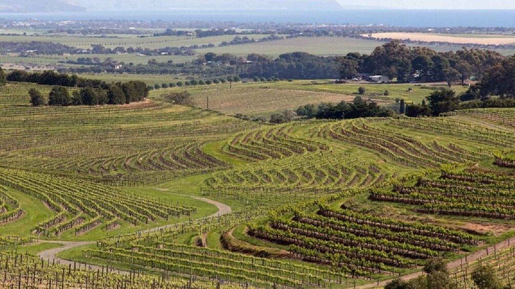 Picture 2 for Activity From Adelaide: McLaren Vale Winery Tour via Hahndorf