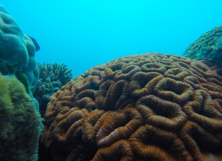 Picture 3 for Activity Airlie Beach: Glass-Bottom Boat Tour