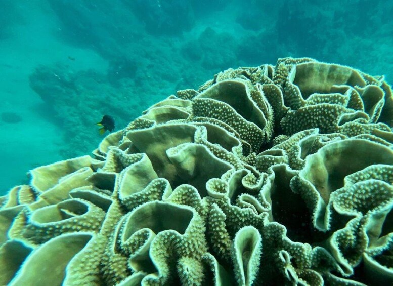 Picture 11 for Activity Airlie Beach: Glass-Bottom Boat Tour