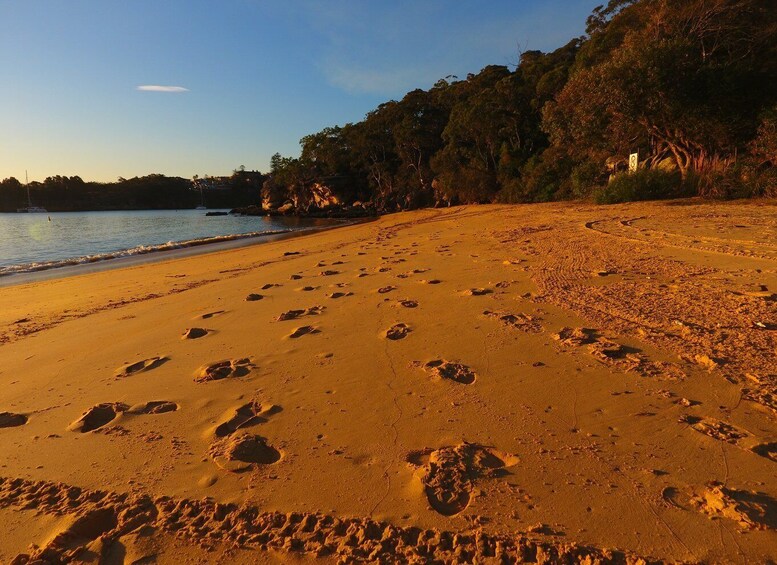 Picture 4 for Activity Manly: 4-Hour Double Kayak Hire for 2 People