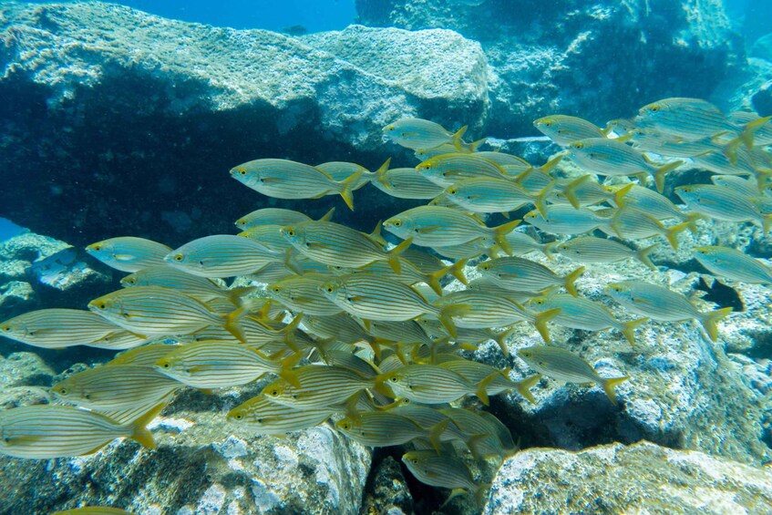 Picture 1 for Activity Santa Cruz de Tenerife: PADI Introductory Dive