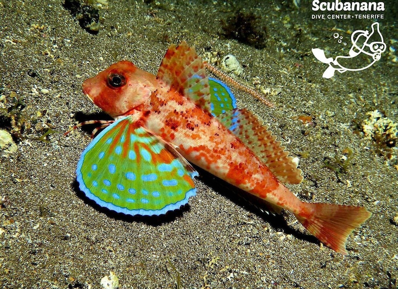 Picture 8 for Activity Santa Cruz de Tenerife: PADI Introductory Dive