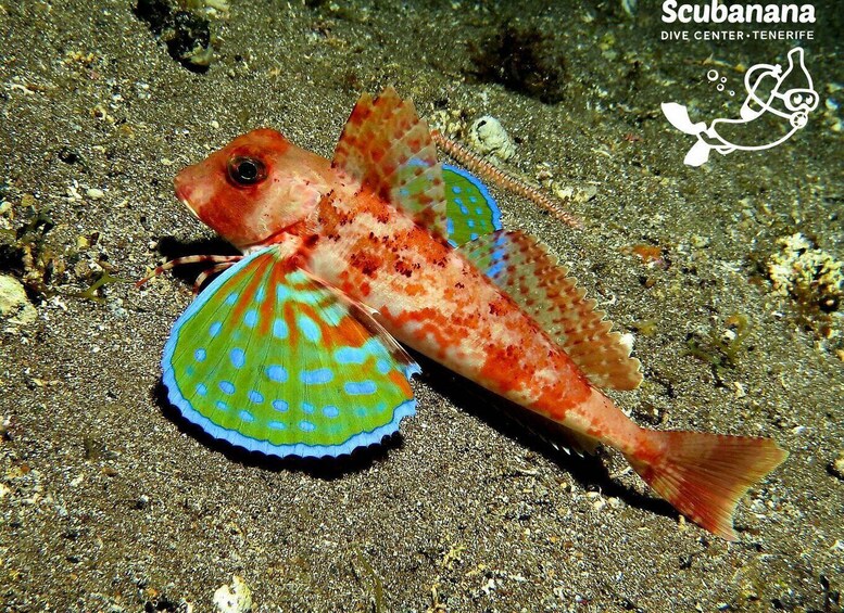 Picture 8 for Activity Santa Cruz de Tenerife: PADI Introductory Dive