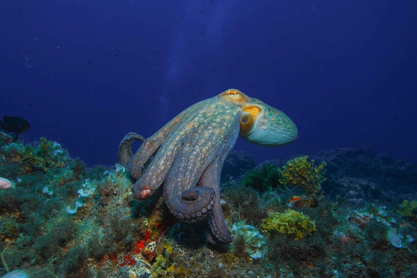 Picture 2 for Activity Santa Cruz de Tenerife: PADI Introductory Dive