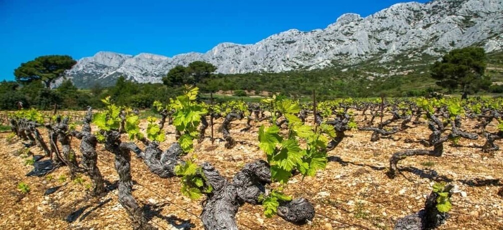 Coteaux d'Aix: Ste Victoire Wine Tour & Cezanne Mill Visit