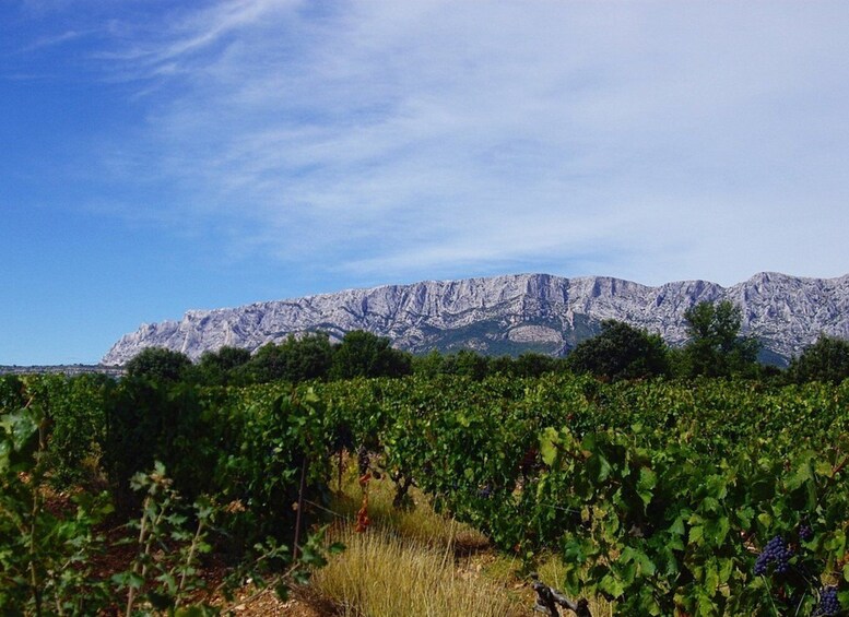 Picture 9 for Activity Coteaux d'Aix: Ste Victoire Wine Tour & Cezanne Mill Visit