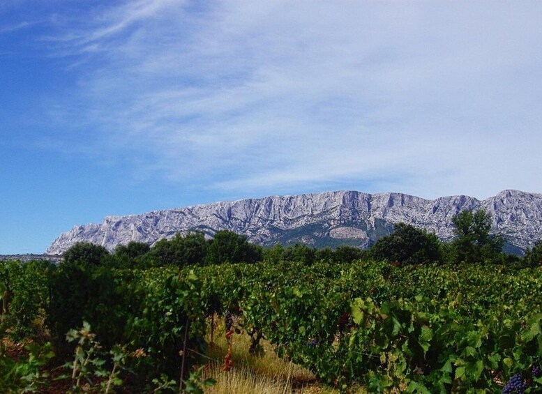 Picture 9 for Activity Coteaux d'Aix: Ste Victoire Wine Tour & Cezanne Mill Visit