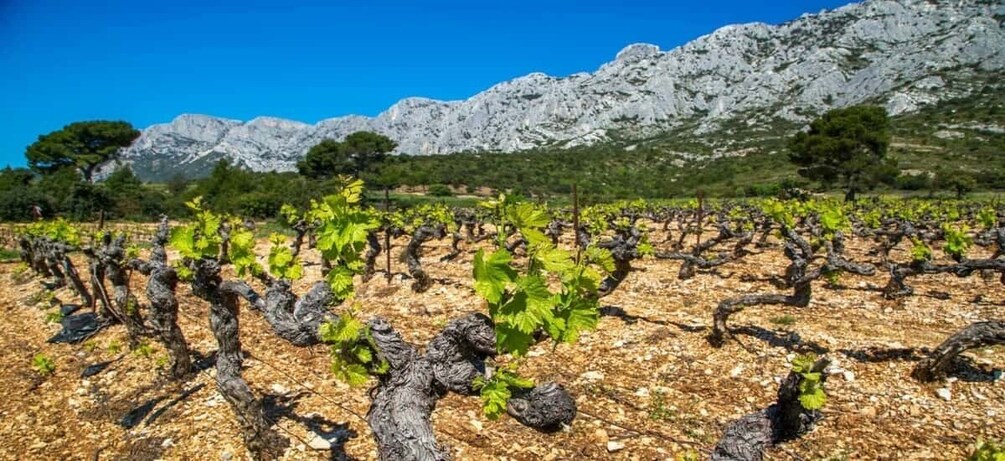 Coteaux d'Aix: Ste Victoire Wine Tour & Cezanne Mill Visit