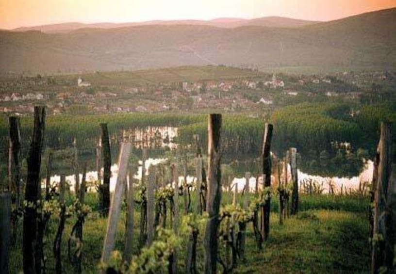 Picture 1 for Activity Tokaj and Sárospatak Private Day Tour from Budapest