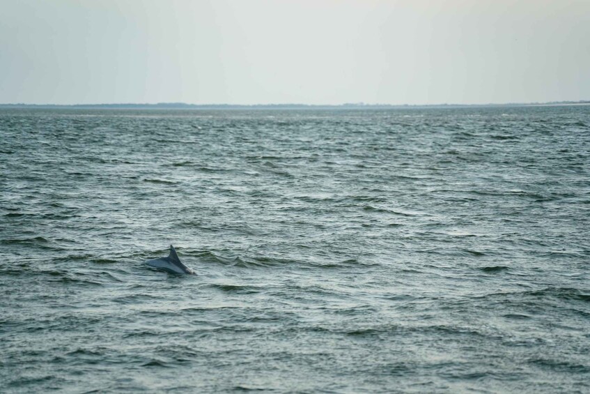 Picture 1 for Activity Hilton Head Island: Sunset Dolphin Cruise