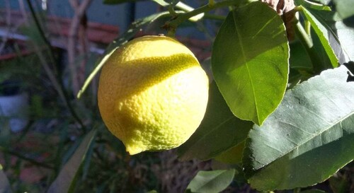 Palermo: lezione di cucina e limoncello