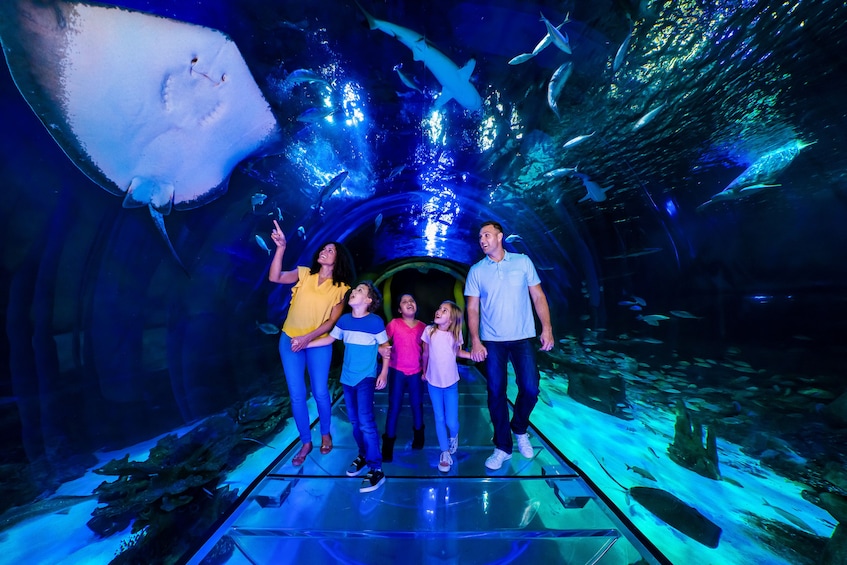 2-Attraction Pass: SEA LIFE Aquarium & Madame Tussauds Wax Attraction