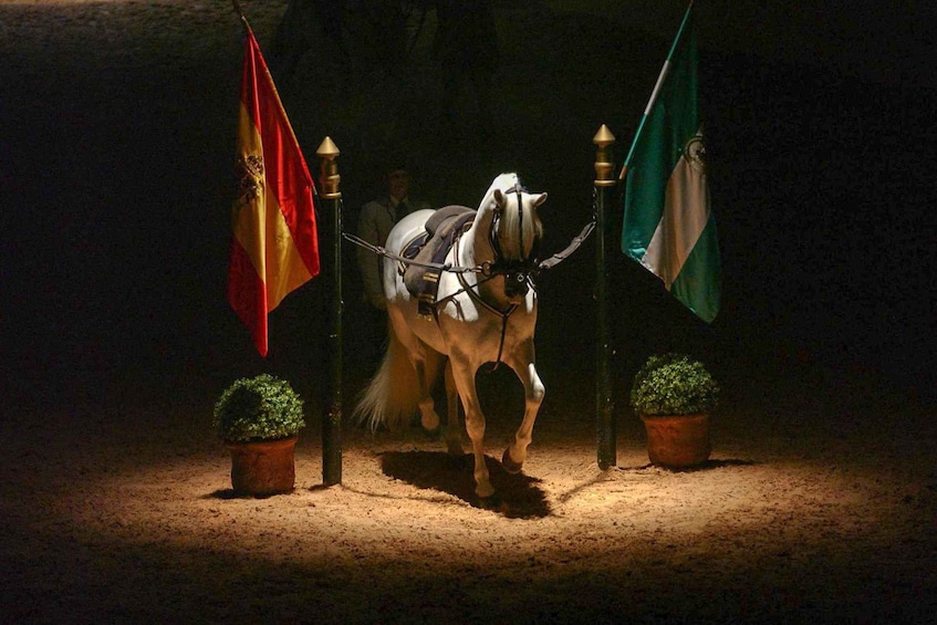 Picture 3 for Activity Jerez de la Frontera: How the Andalusian Horses Dance