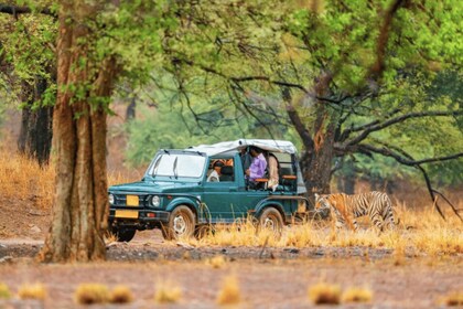 From Jaipur: Ranthambore Tiger Safari Overnight Tour