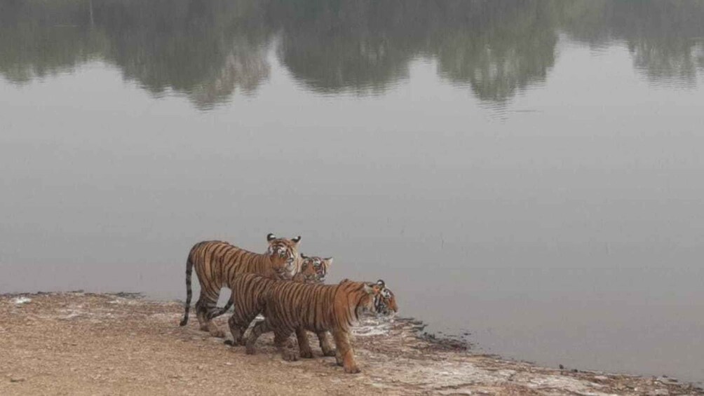 Picture 2 for Activity From Jaipur: Ranthambore Tiger Safari Overnight Tour