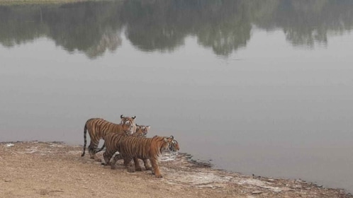 From Jaipur: Ranthambore Tiger Safari Overnight Tour