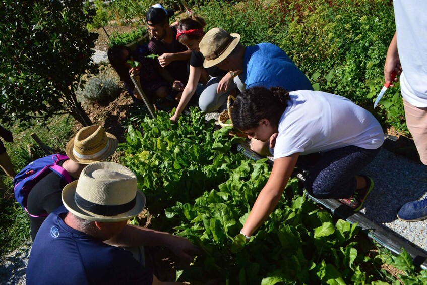 Picture 2 for Activity Volos: Cook Like a Local at a Greek Farm