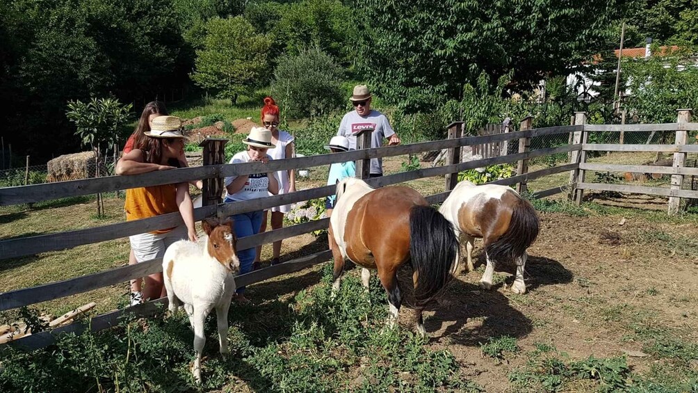 Picture 1 for Activity Volos: Cook Like a Local at a Greek Farm