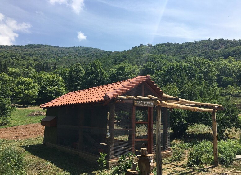 Picture 5 for Activity Volos: Cook Like a Local at a Greek Farm