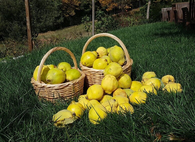 Picture 4 for Activity Volos: Cook Like a Local at a Greek Farm