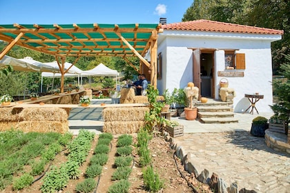 Volos: Laga mat som en lokalbo på en grekisk gård