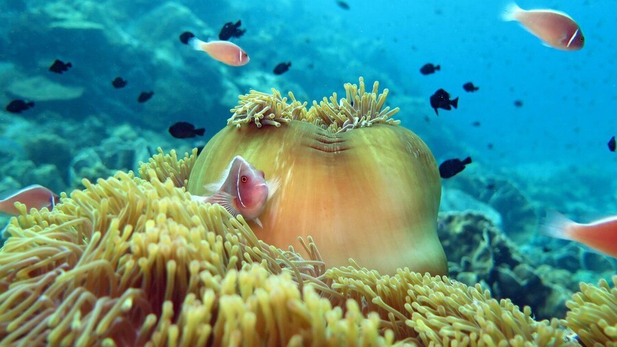 Koh Kood or Koh Rang: Snorkeling Day Trip with Buffet Lunch