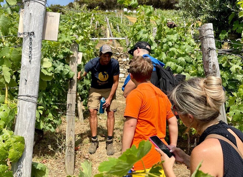 Picture 6 for Activity Vernazza: Panoramic Vineyard Trekking Tour w/ Wine Tasting