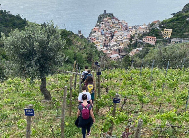 Picture 2 for Activity Vernazza: Panoramic Vineyard Trekking Tour w/ Wine Tasting