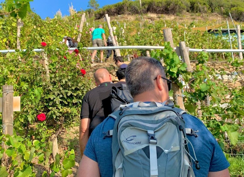 Picture 1 for Activity Vernazza: Panoramic Vineyard Trekking Tour w/ Wine Tasting