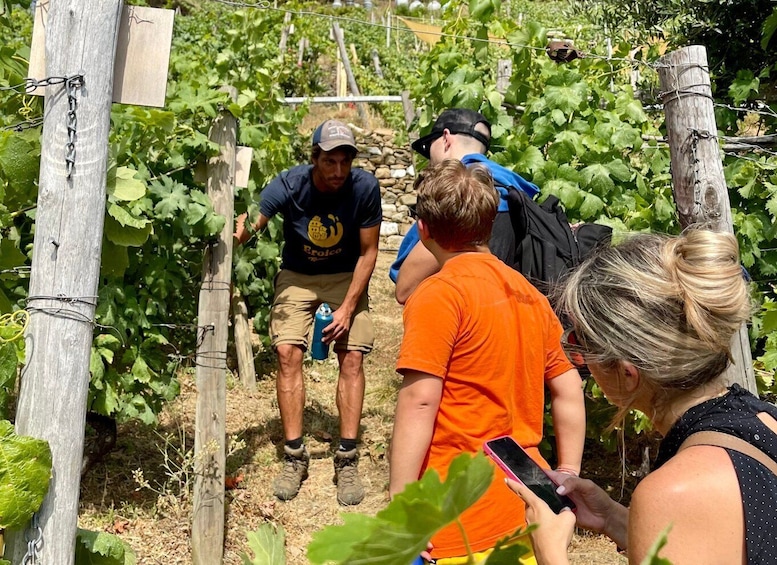 Picture 6 for Activity Vernazza: Panoramic Vineyard Trekking Tour w/ Wine Tasting