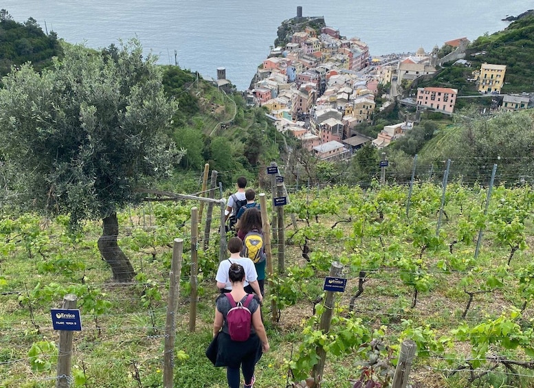 Picture 2 for Activity Vernazza: Panoramic Vineyard Trekking Tour w/ Wine Tasting