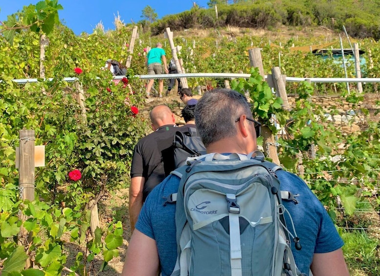 Picture 1 for Activity Vernazza: Panoramic Vineyard Trekking Tour w/ Wine Tasting