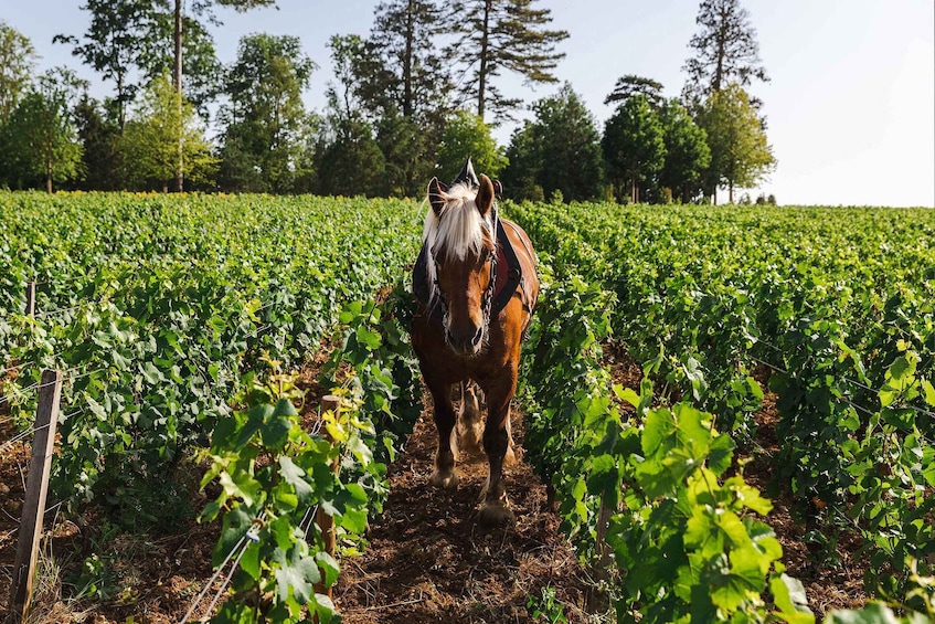 Picture 2 for Activity Beaune: Wine Tasting at Château de Pommard