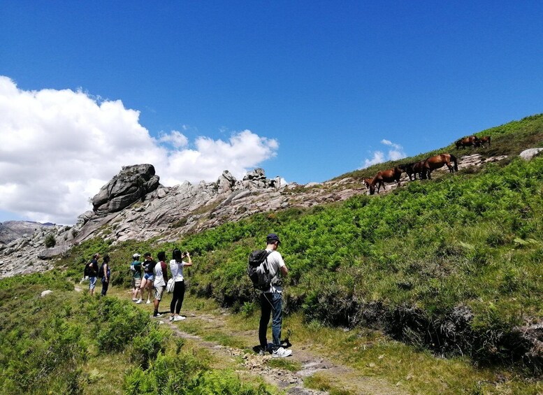 Picture 16 for Activity From Porto: Hiking and Swimming in Gerês National Park