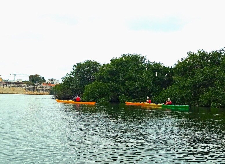 Picture 5 for Activity Cartagena: Walled City Kayak Tour