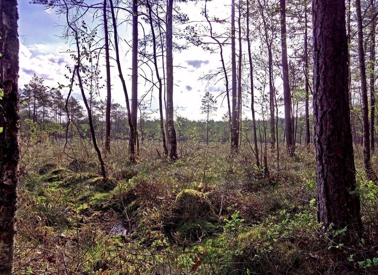 Picture 9 for Activity Visaginas: Swamps and Bogs Fat-Bike Tour