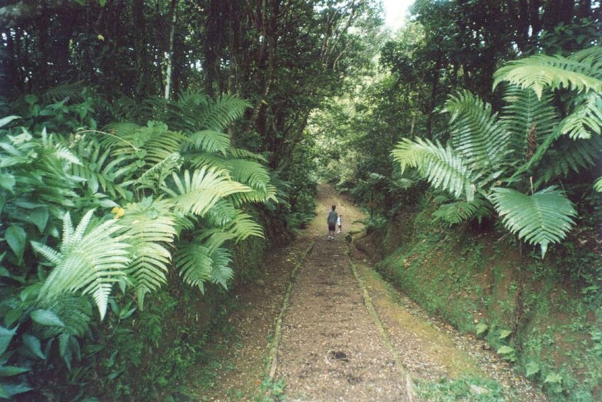 Picture 7 for Activity Grenada: Full-Day Tour with Chocolate and Rum Sampling