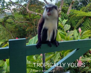 Grenada: Ganztägige Tour mit Schokoladen- und Rumverkostung