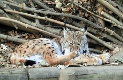 Kombiinngangsbillett til Alpine Zoo og Hungerburg