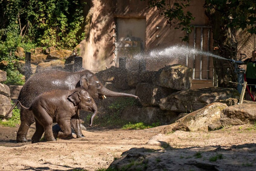 Picture 3 for Activity Rotterdam: Rotterdam Zoo Blijdorp Entry Ticket