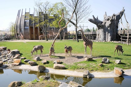 Rotterdam: Rotterdam Zoo Blijdorp Inträdesbiljett