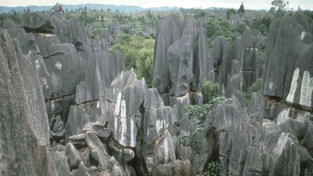 Picture 4 for Activity Kunming: Stone Forest Private Day Tour