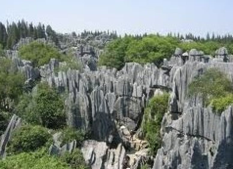 Picture 1 for Activity Kunming: Stone Forest Private Day Tour