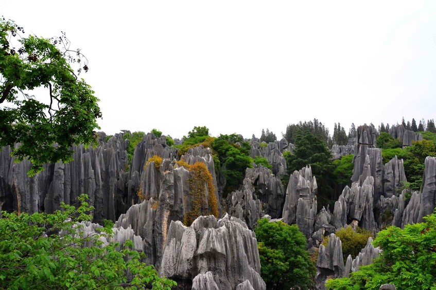 Picture 13 for Activity Kunming: Stone Forest Private Day Tour