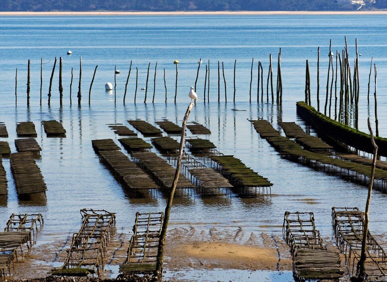 Picture 6 for Activity From Bordeaux: Arcachon and Pilat Dune Private Tour